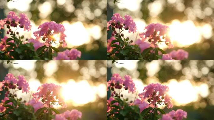 在明亮的阳光下，九重葛在花园灌木丛中开花。