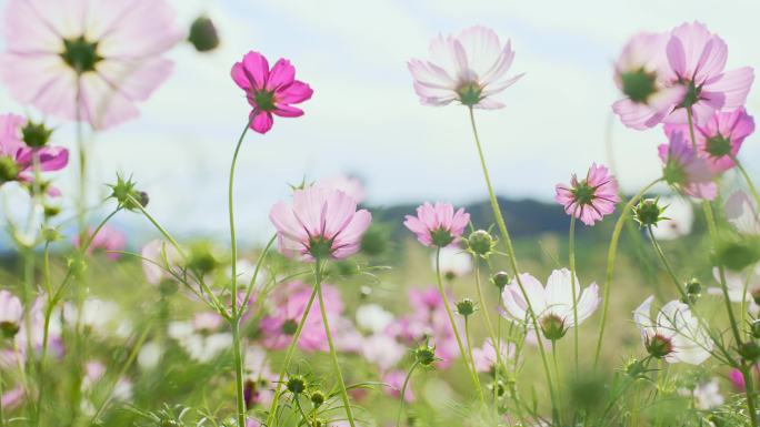 阳光微风花草  唯美空镜头