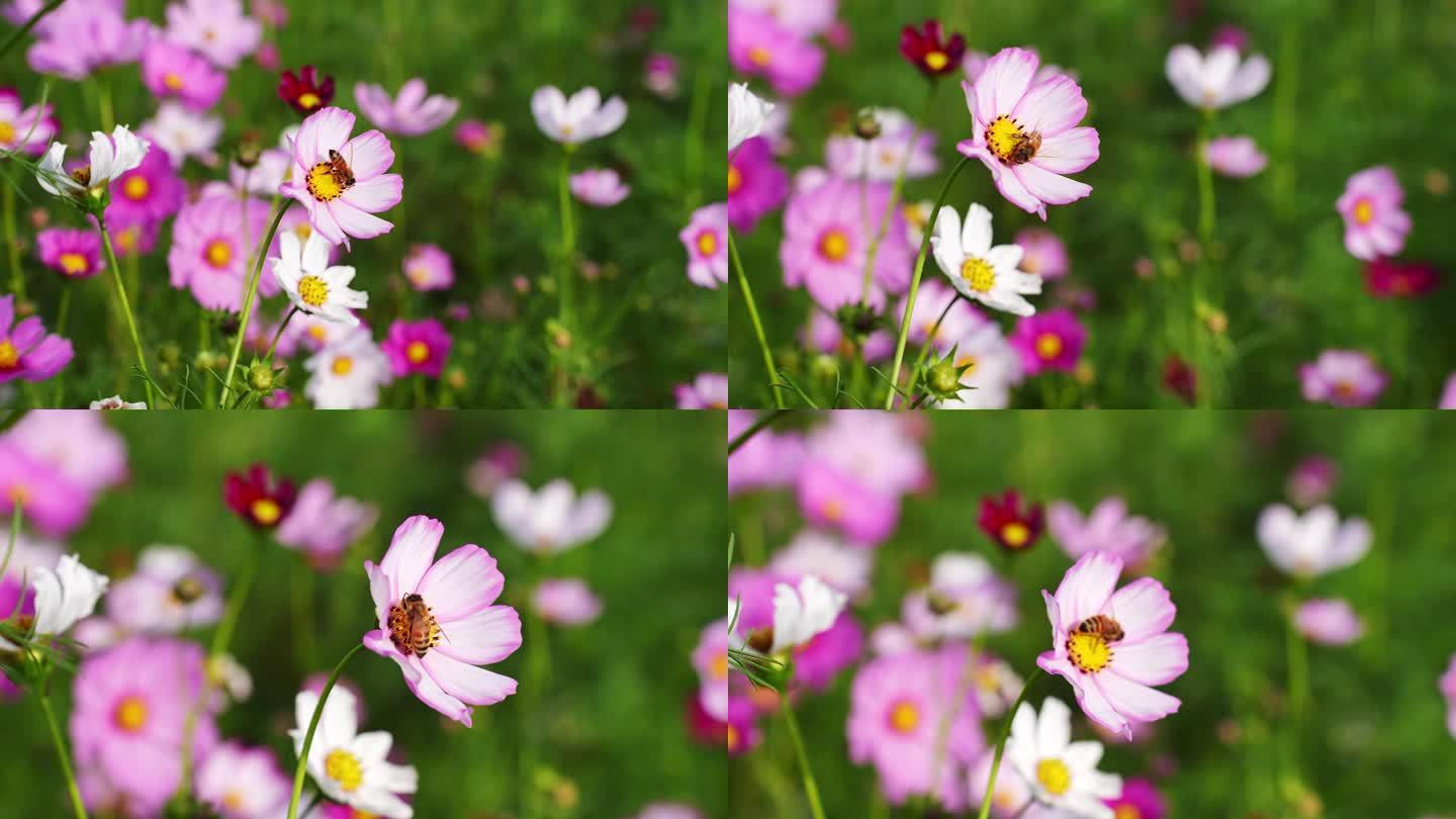 阳光微风花草 蜜蜂 唯美空镜头