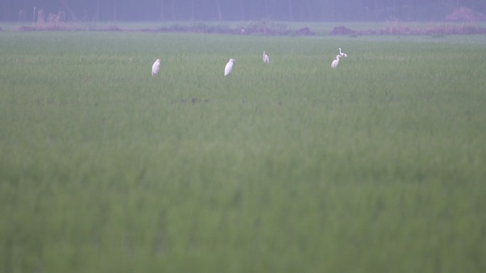 稻田地里飞翔的白鹭