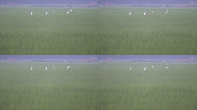 稻田地里飞翔的白鹭