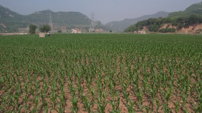 高清航拍农村玉米田地3