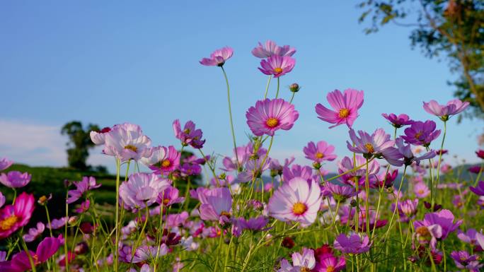 实拍春天夕阳微风花草 唯美空镜头