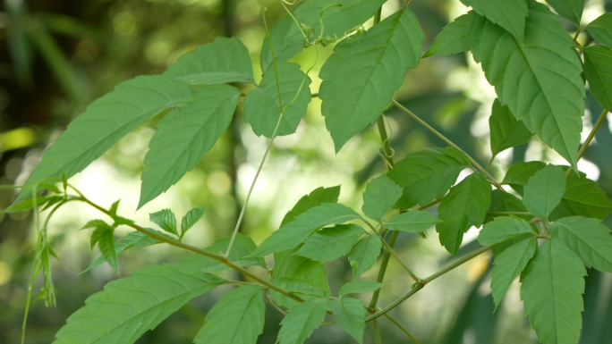 五爪龙 乌蔹莓 草药