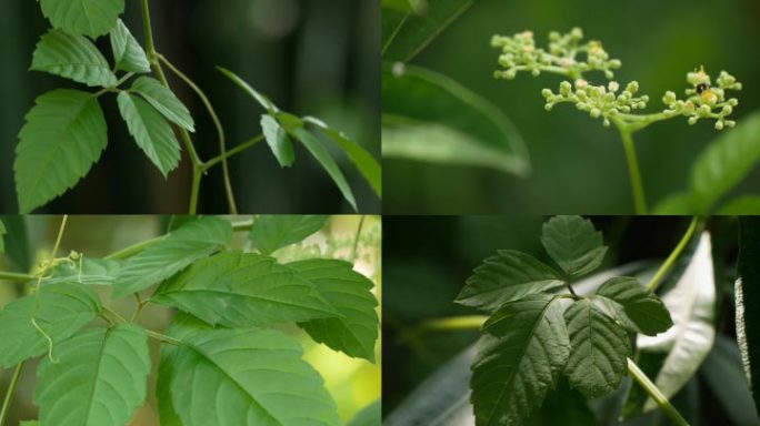 五爪龙 乌蔹莓 草药