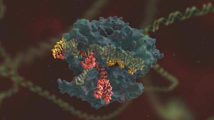基因编辑 DNA 基因工程 三维医学动画