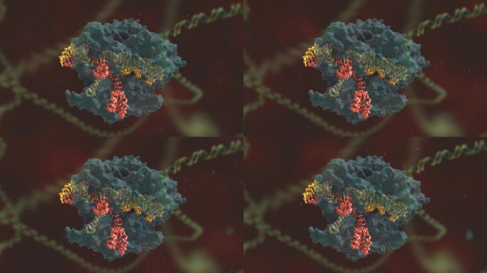 基因编辑 DNA 基因工程 三维医学动画