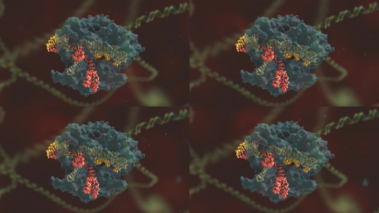 基因编辑 DNA 基因工程 三维医学动画