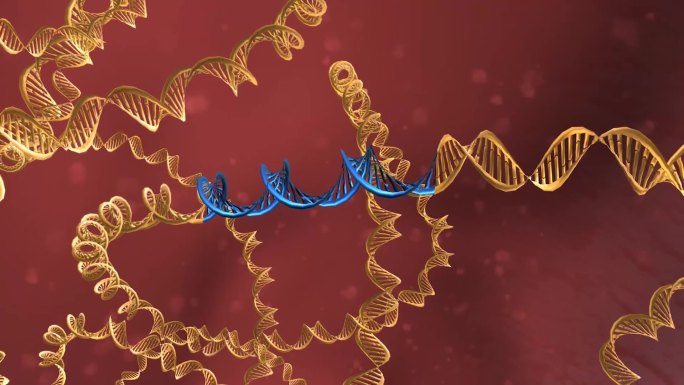 基因编辑 DNA 基因工程 生物工程动画