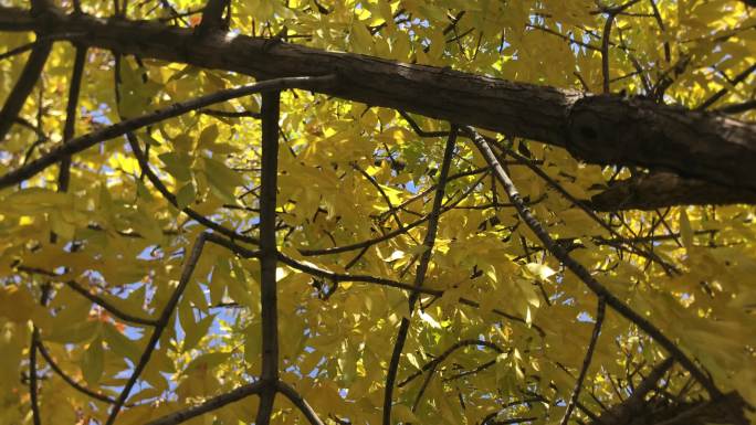 大树 树杈 黄叶 缝隙 光线