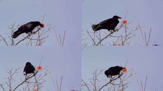 乌鸦吃柿子