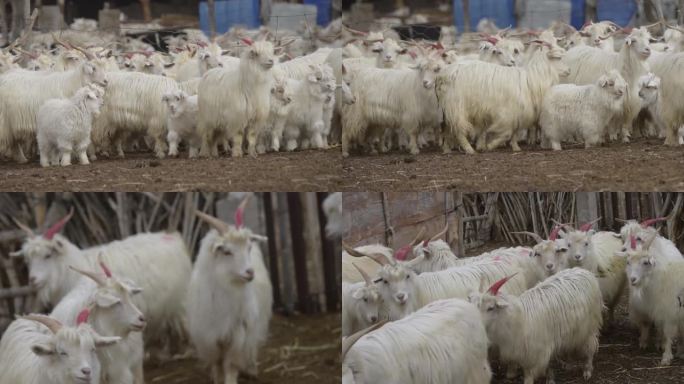 羊圈里的山羊