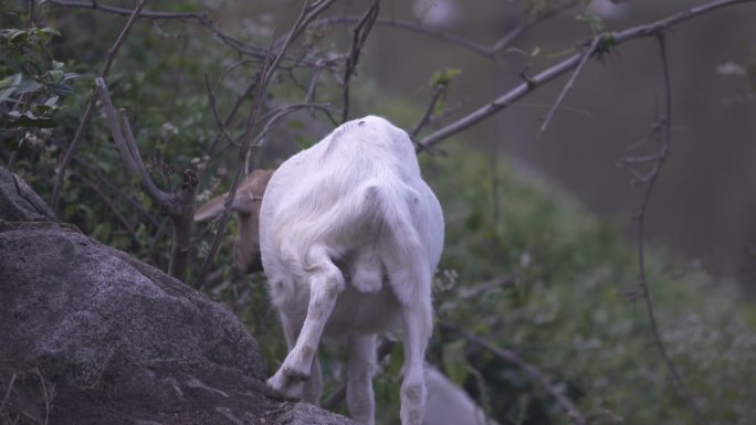 羊吃草