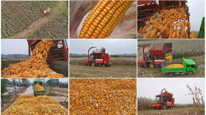 秋天联合收割机收获玉米三农经济