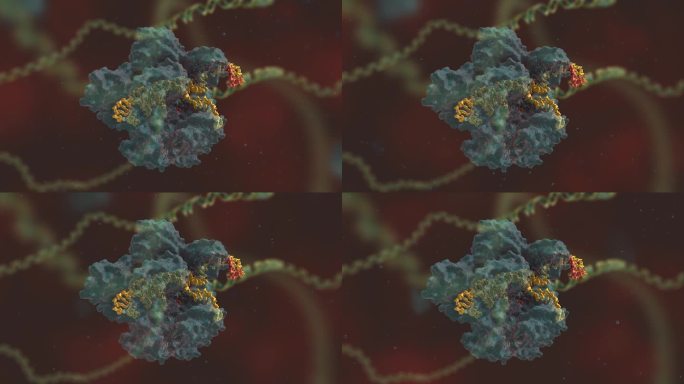 医疗 生物 基因编辑 DNA 基因工程