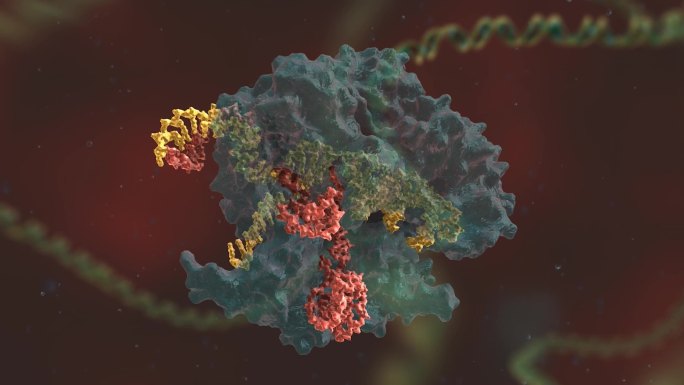 基因编辑 DNA 基因工程 人体奥秘