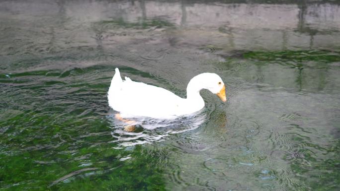 水面鸭子戏水玩耍