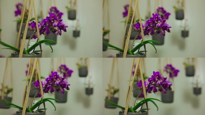 悬挂在绳子上的紫色兰花。悬挂式设备