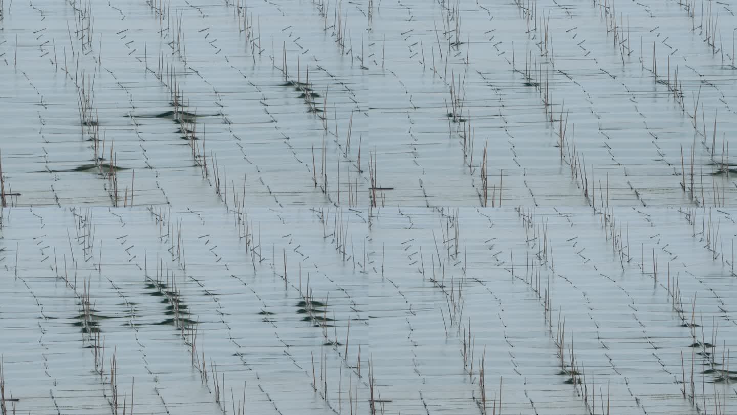 福建霞浦滩涂海上养殖