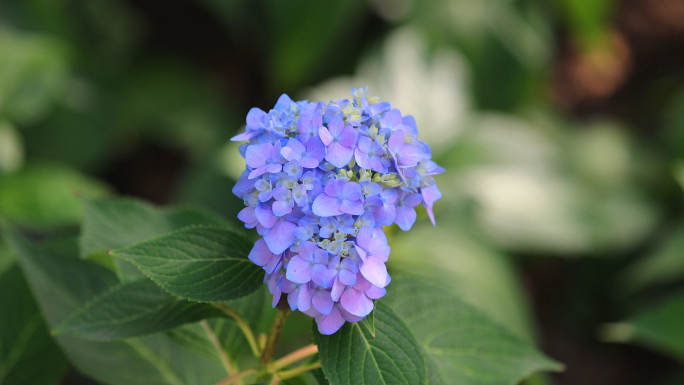 紫罗兰色绣球花特写