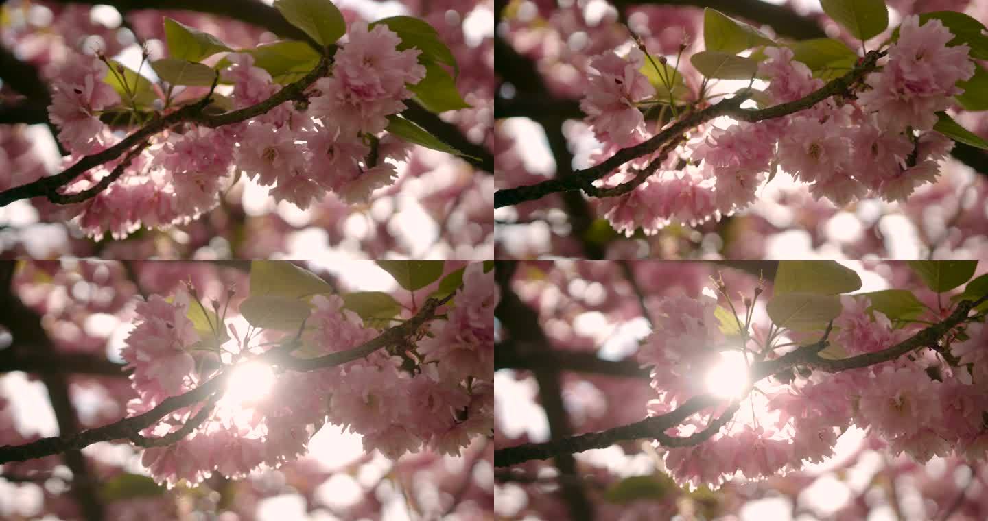 春天阳光明媚，樱花绽放