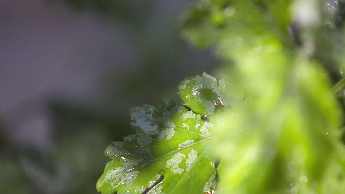 水滴雨水、树叶露水