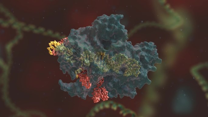 基因编辑 DNA 基因工程 人体免疫功能