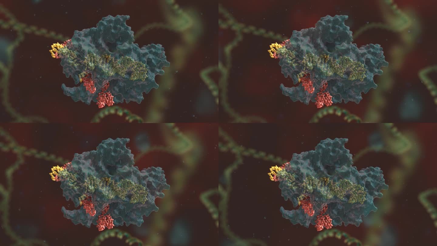 基因编辑 DNA 基因工程 人体免疫功能