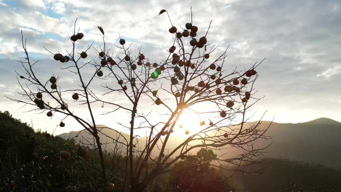 夕阳下的柿子树  枯藤老树昏鸦