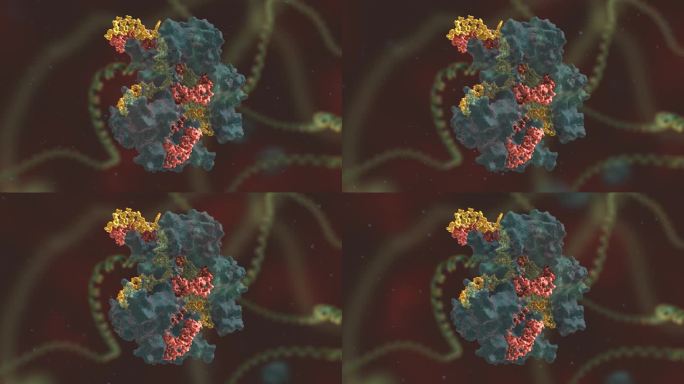 染色体 基因编辑 DNA 基因工程