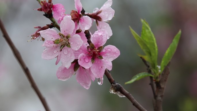 高清实拍雨中桃花盛开