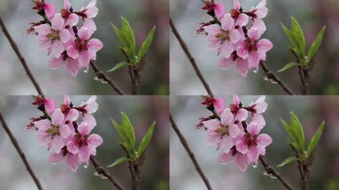 高清实拍雨中桃花盛开