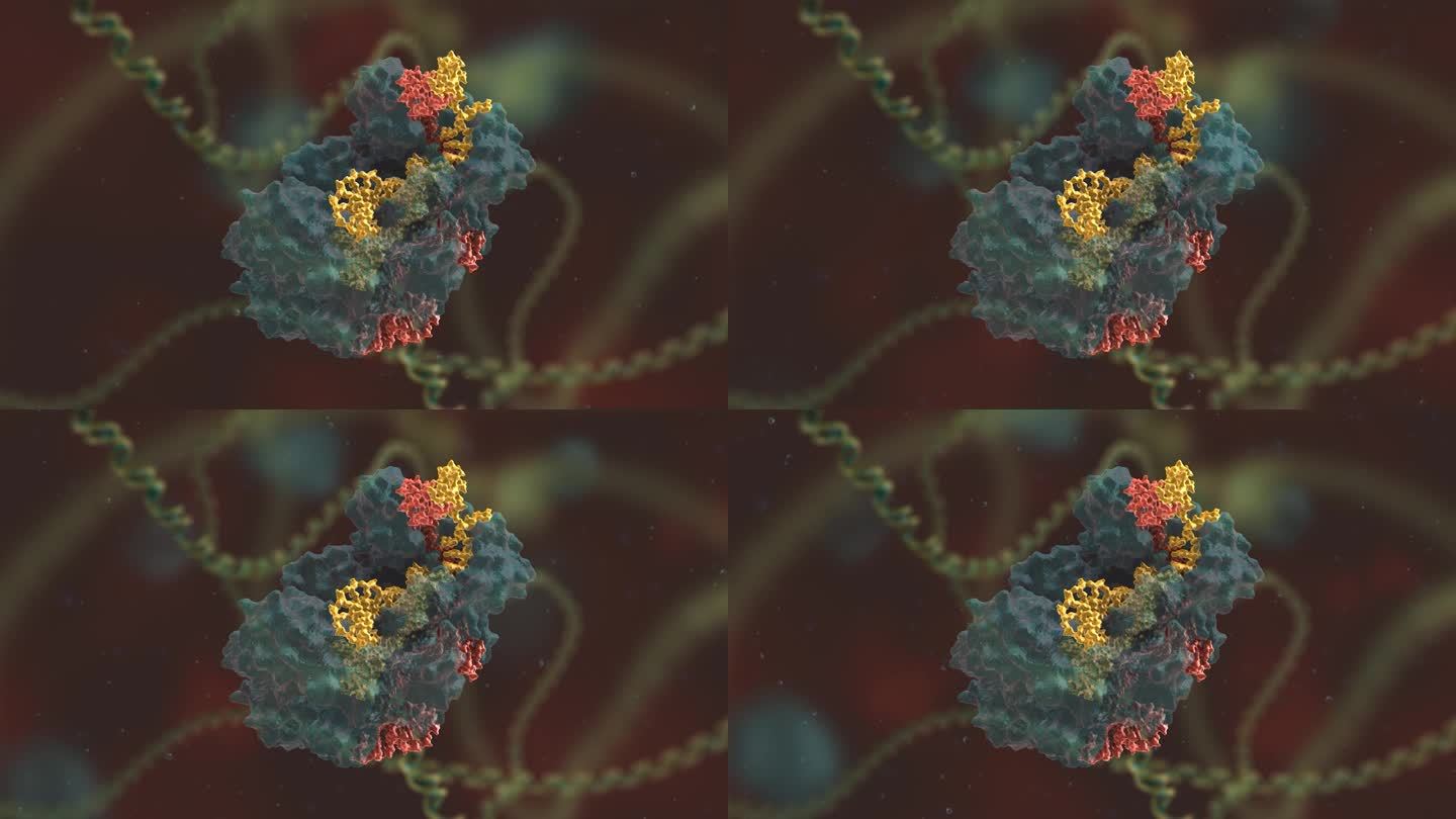 染色体 基因编辑 DNA 基因工程