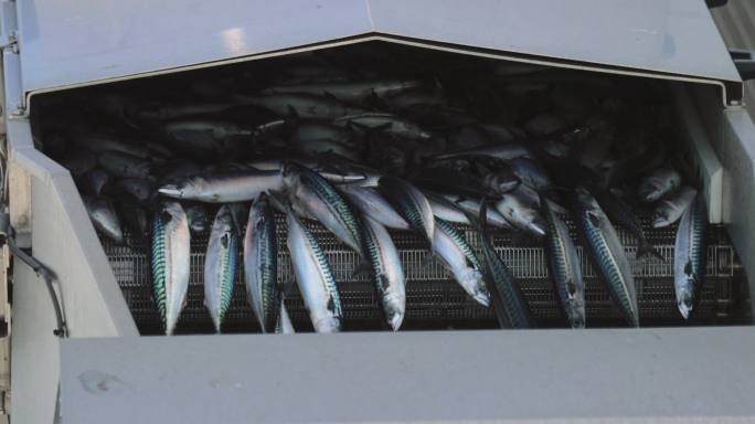 渔船捕鱼：捕获大量鱼类