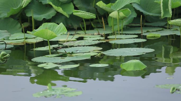 淮阳龙湖 荷花