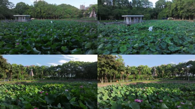 华中科技大学源湖荷塘航拍