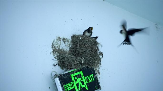 燕子喂食