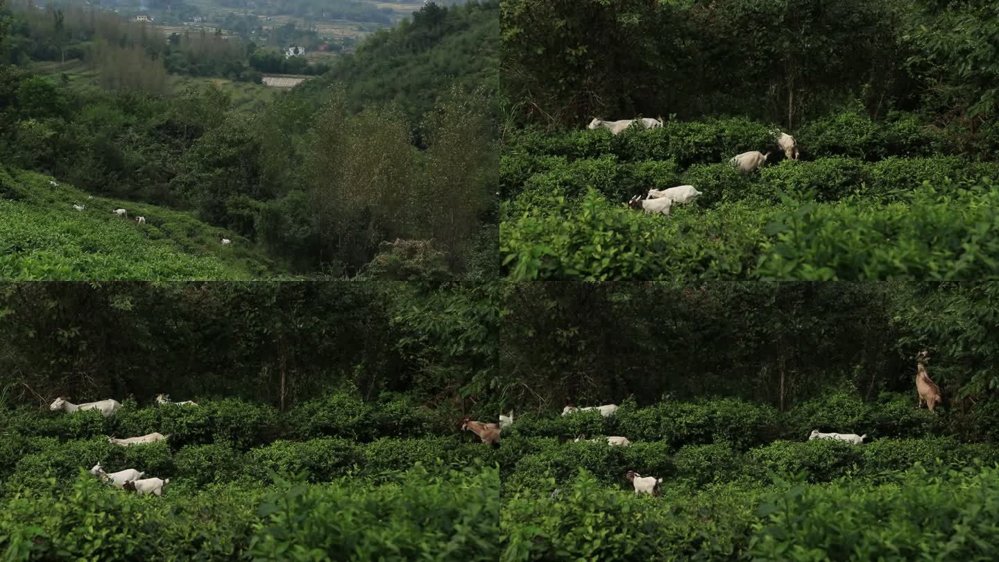 农村大山风景羊吃草