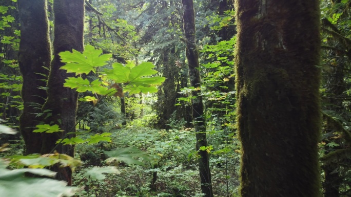 郁郁葱葱的苔藓森林