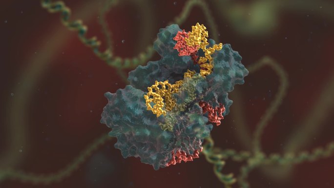 生物工程 基因编辑 DNA 基因工程