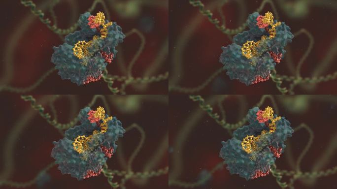 生物工程 基因编辑 DNA 基因工程