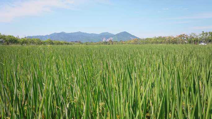阳光下的成熟的稻田