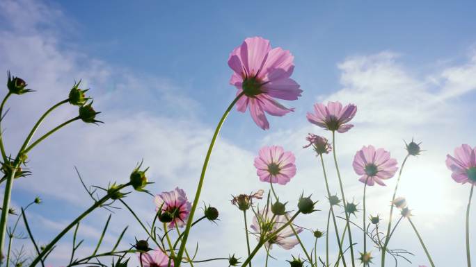 【实拍】阳光微风美丽的花 唯美空镜头
