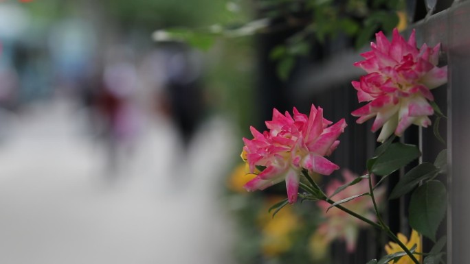 高清实拍鲜花人流素材