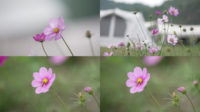 【壁纸】格桑花 秋英 波斯菊