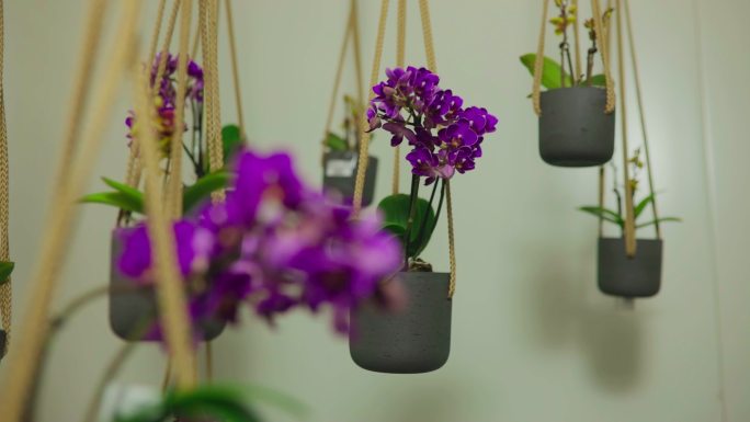 悬挂在绳子上的紫色兰花。悬挂式设备
