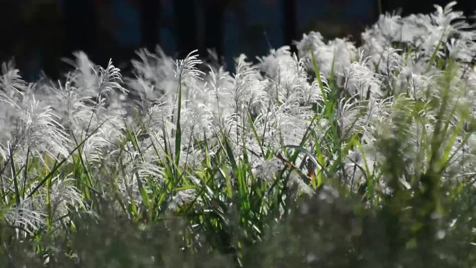 摇曳的芦苇花在风中舞动