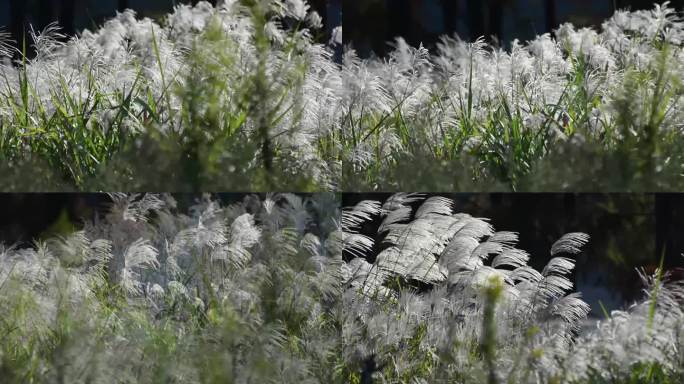 摇曳的芦苇花在风中舞动