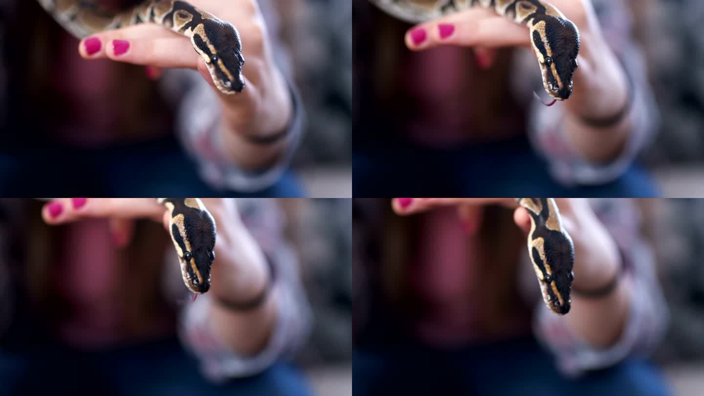 手持蛇的年轻女子蛇