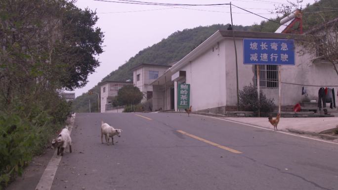 小羊在公路上吃草